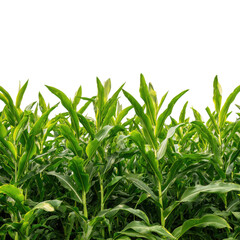 A field of green plants on transparent Background