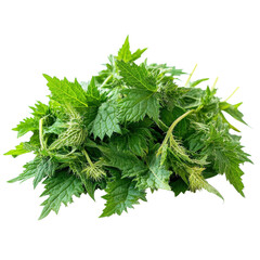 Fresh nettle close view on transparent Background