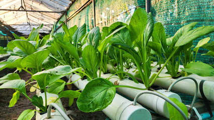 Hydroponic Lettuce Growing in a Greenhouse