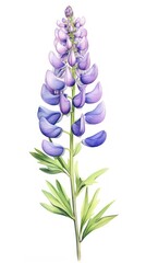 Fototapeta premium Illustration botanical drawing flower.