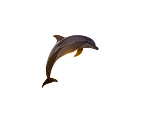 Fototapeta premium Dolphin Emerging from Ocean in Front Flip Pose with Splash Ring, Sunset Glow Lighting, Isolated PNG