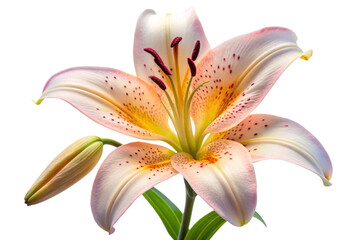white lily flower