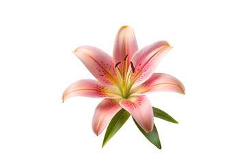 pink lily flower