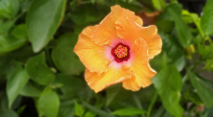 Close-up of a vibrant orange hibiscus flower with red and yellow center, blooming amid lush green foliage in a garden setting.