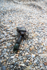 Hermit or diogenes crab in a gastropod shell. Sea of Japan. Siberian coast. Russian Far East