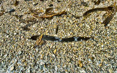 Algae floatsam in the supralithoral of Sea of Japan, sandy shell beach. Japan sea tangle (Laminaria japonica), Red blanket Rhodophyceae. Bossiella compressa, bladderwrack (Fucaceae). Russian Far East