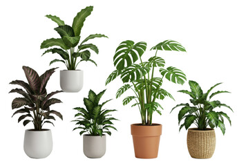 Five diverse houseplants: striped Calathea, fenestrated Monstera, others with lush foliage, in distinct white ceramic, terracotta, woven planters. Isolated on transparent studio background with