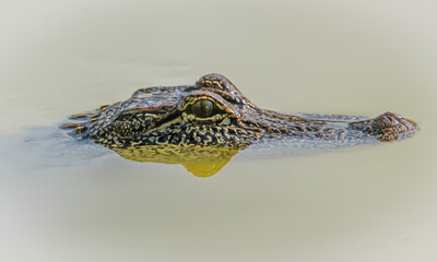close up of a crocodile