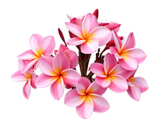 Cluster of pink plumeria flowers isolated on transparent background