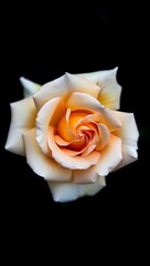 Close up of peach rose flower bloom on black background floral photography beauty shot