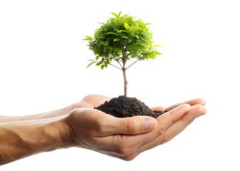 A person holds a small tree seedling in their hands, symbolizing growth, care, and a hopeful future isolated on transparent background