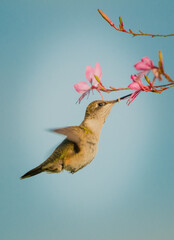 hummingbird and flower