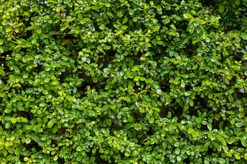 Green Lush Foliage Bush Background