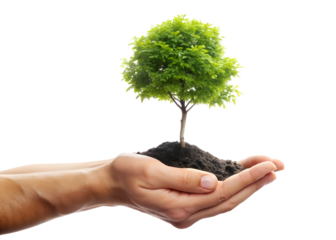 A persons hands cradle a young tree seedling, representing growth, environmental care, and the promise of a sustainable future isolated on transparent background