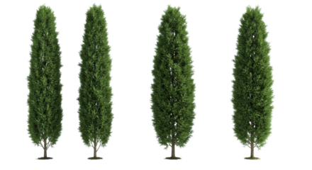 Four perfectly formed, identical italian cypress trees with dense, vibrant deep green foliage stand in a precise row on an expansive, transparent studio cyclorama plain, clear product photography