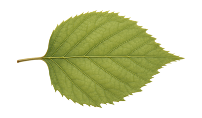 Oval, toothed edge birch leaf with visible veins and thin, papery texture