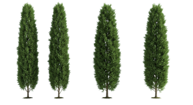 Four perfectly formed, identical italian cypress trees with dense, vibrant deep green foliage stand in a precise row on an expansive, transparent studio cyclorama plain, clear product photography