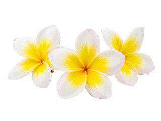 Naklejka premium three plumeria flowers isolated on transparent background Generative Ai. 