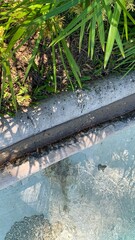 Sunlight skips across verdant bamboo shadows kissing concrete edges, inviting contemplation of Zen...