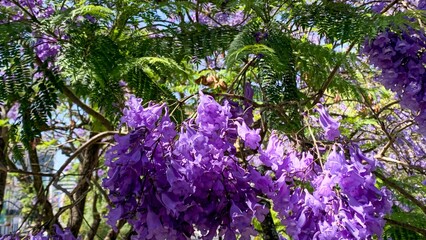 Jacaranda blossoms whispering lavender secrets, evoking Hanami under antipodean skies, floral dreams entwined with ephemeral spring revelry