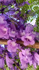 Bursting jacaranda blossoms paint the air with lavender whispers, invoking Hanami's floral reverie...