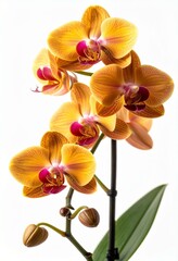 Orange Phalaenopsis Orchid Flowers with Reddish Pink Centers Close up Bloom