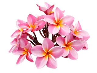 Bunch of pink plumeria flowers isolated on transparent background