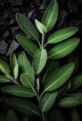 Lush Green Sage Leaves against a Dark Charcoal Background Plant Nature