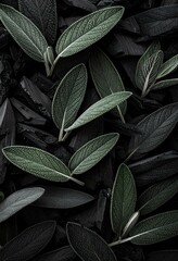 Sage leaves arranged on a bed of dark charcoal High resolution image black