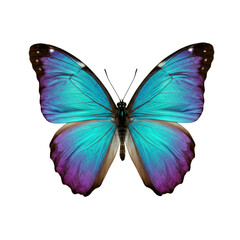 Obraz premium A majestic butterfly with iridescent electric blue, deep turquoise, sun yellow, fiery orange, and rich purple gradient wings, intricate patterns, and delicate antennae, isolated on a transparent