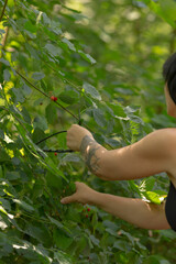 A woman is carefully picking ripe cherries from a lush tree located within a beautiful and serene...