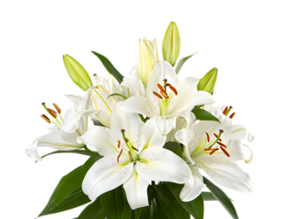 Bouquet of white lilies with green leaves isolated on transparent background