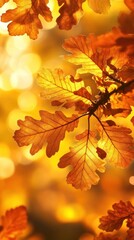 Obraz premium Oak tree leaves leaf autumn golden.
