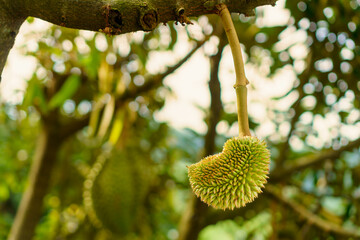 Close-up of young durian or baby durian  hanging on tree branches in a tropical Thai orchard in natural sunlight. Known as 'King of Fruits', durian thrives in lush countryside of Southeast Asia.