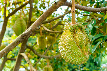 Close-up of ripe durian hanging on tree branches in a tropical Thai orchard. Known as ‘King of Fruits’, durian thrives in lush countryside of Southeast Asia, during harvest season.