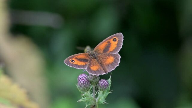 Gatekeeper butterfly (Pyronia tithonus) male feeding on a Thistle flower as a hoverfly flies past. July, Kent, UK [Slow motion x10]