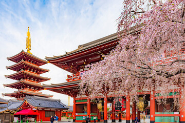 Japan - March 31, 2025 : Tourists enjoy sightseeing Sakura trees and Kaminarimon gate in Springtime at Sensoji Temple, Asakusa, One of most popular tourist destination