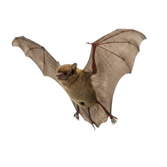 Obraz premium Small adult brown microbat in dynamic mid-flight with outstretched, translucent wings and prominent veined ears, fine brown fur, captured with macro lens effect against a transparent studio