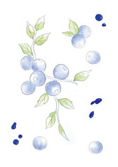 블루베리를 그린 일러스트