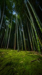 Bamboo forest zen garden wallpaper nature photography green trees peaceful scenery asia