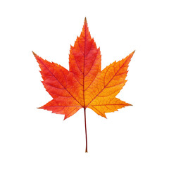 Obraz premium A single, pristine autumnal leaf in vibrant crimson red and fiery orange, intricate jagged edges and prominent veins, against a stark transparent background, studio-lit flat lay. Concept of detailed