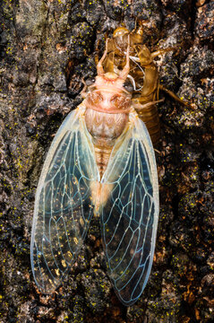 A cicada displays lovely pink and aqua colours with gold glints when it emerges from the old shell