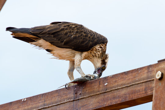 Osprey eating fish on beam of lighthouse