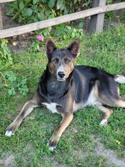 Dog Resting on Grass Near a Wooden Bench