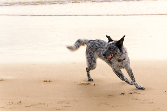 Black dog playing with ball on a beach