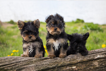 Adorable Yorkshire Terrier puppies sitting on a log by the lake on a sunny spring day.