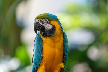 blue and gold macaw gets a close up while perched on a tree in the jungle