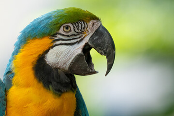 blue and gold macaw gets a close up while perched on a tree in the jungle