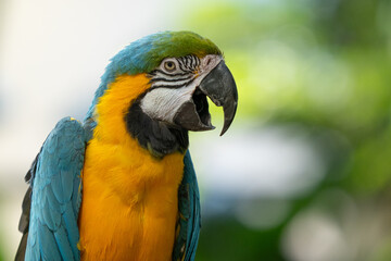 blue and gold macaw gets a close up while perched on a tree in the jungle