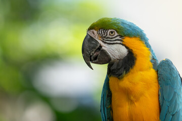 blue and gold macaw gets a close up while perched on a tree in the jungle